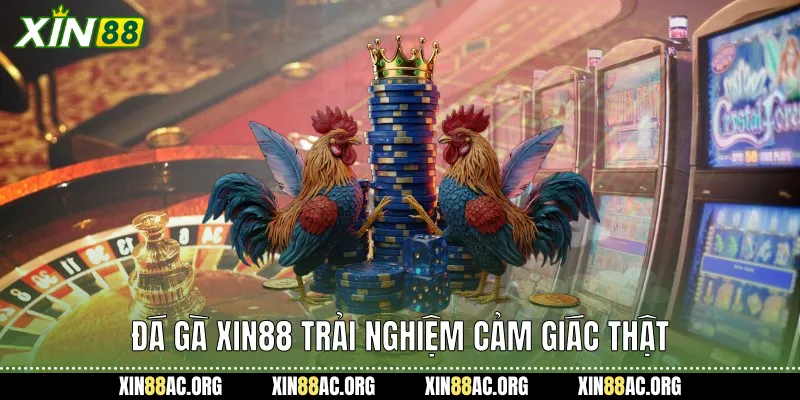 Đá gà xin88 trải nghiệm cảm giác thật