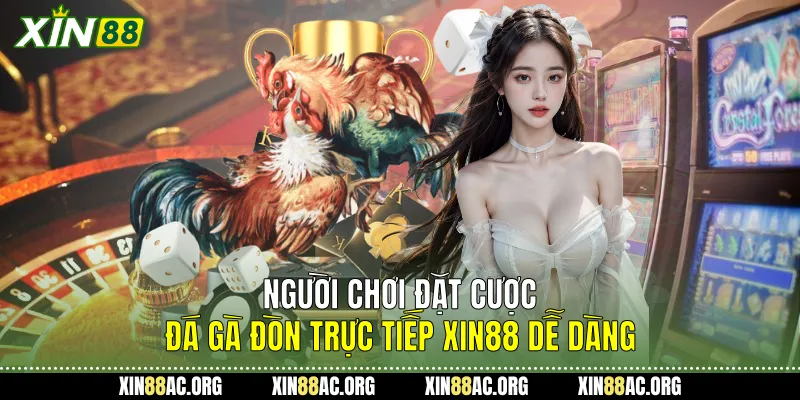 Người chơi đặt cược Đá gà đòn trực tiếp Xin88 dễ dàng