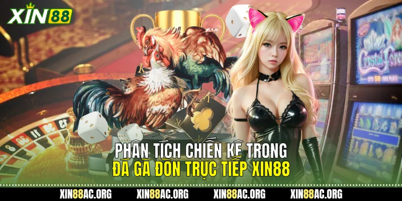 Phân tích chiến kê trong Đá gà đòn trực tiếp Xin88