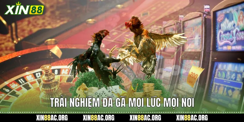 Trải nghiệm đá gà mọi lúc mọi nơi